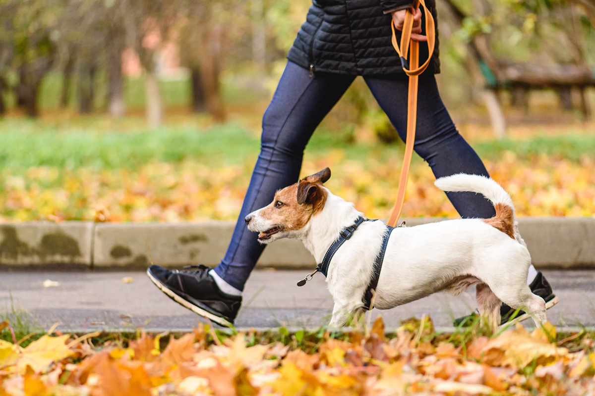  Psi Piknik w Płaszowie!