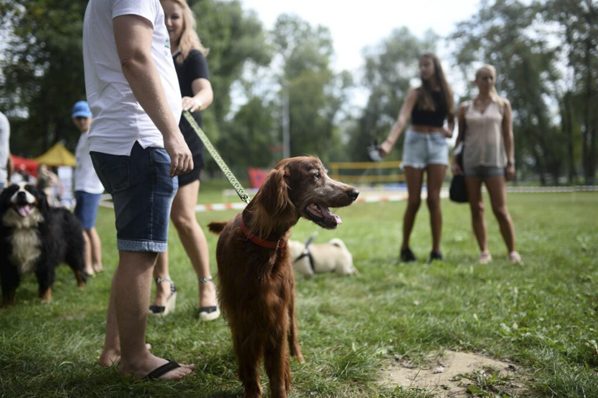 na pierwszym planie duży brązowy pies na smyczy, a w tle ludzie